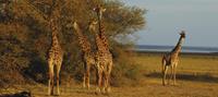 Giraffes on African Safari
